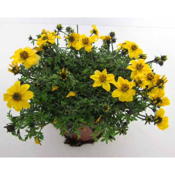 Bidens ferulifolia m13                            