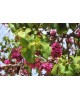 Cercis siliquastrum 10/12 maceta                  