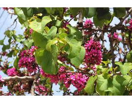 Cercis siliquastrum 10/12 maceta                  