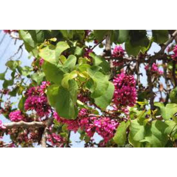 Cercis siliquastrum 10/12 maceta                  