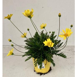 Euryops chrysanthemoides m13                      