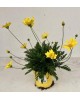 Euryops chrysanthemoides m13                      
