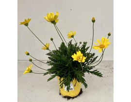 Euryops chrysanthemoides m13                      