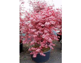 Acer palmatum fireglow 80/100                     