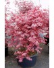 Acer palmatum fireglow 80/100                     