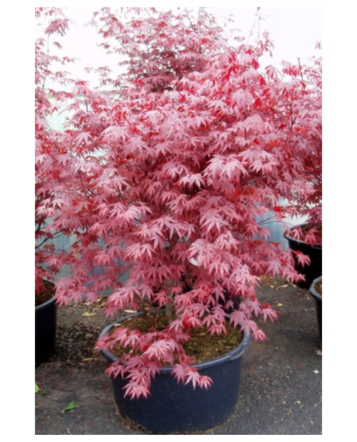 Acer palmatum fireglow 80/100                     