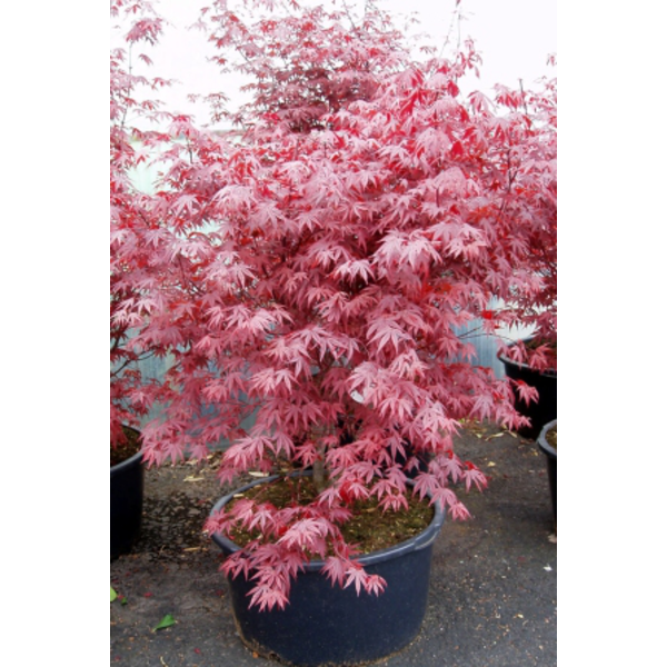 Acer palmatum fireglow 100/125                    