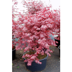 Acer palmatum fireglow 100/125                    