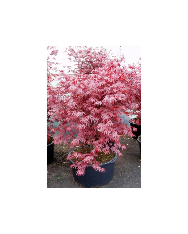 Acer palmatum fireglow 125/150                    