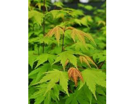 Acer palmatum 80/100 m35                          