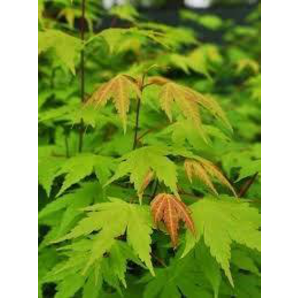 Acer palmatum 80/100 m35                          