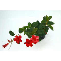 Dipladenia sundaville m14 tripode-espaldera 40cm  