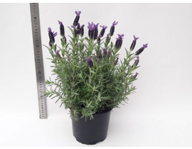 Espliego stoechas (sin flor) 2lt                  