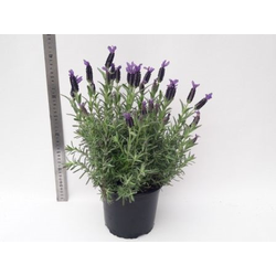 Espliego stoechas (sin flor) 2lt                  