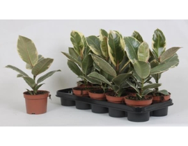 Ficus tineke belize m12                           