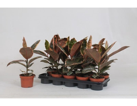 Ficus tineke belize m12                           
