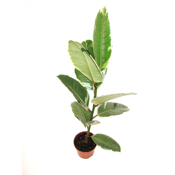 Ficus tineke belize m12                           