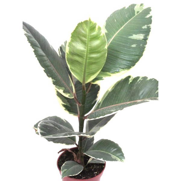 Ficus tineke belize m12                           