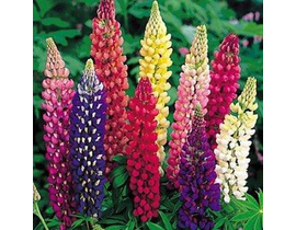 Lupinus 2lt                                       