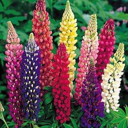 Lupinus 2lt                                       