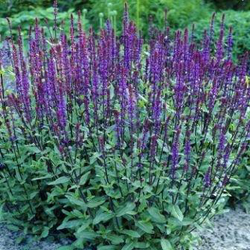 Salvia nemorosa 2lt                               