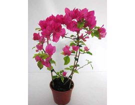 Bouganvillea 2.5lt 3 cañas-arco 75cm              