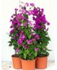 Bouganvillea 2.5lt 3 cañas-arco 75cm              