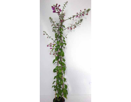 Bouganvillea 6lt 120cm                            