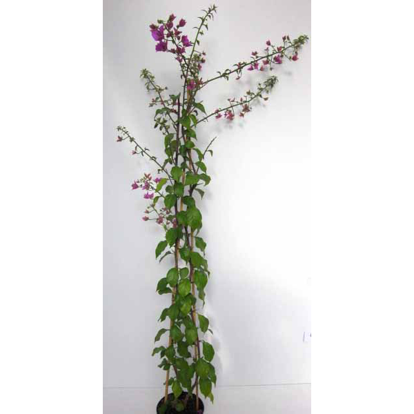 Bouganvillea 6lt 120cm                            