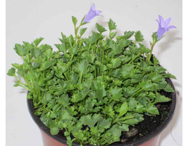 Campanula 11                                      