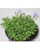 Campanula portenschlagiana m11                    