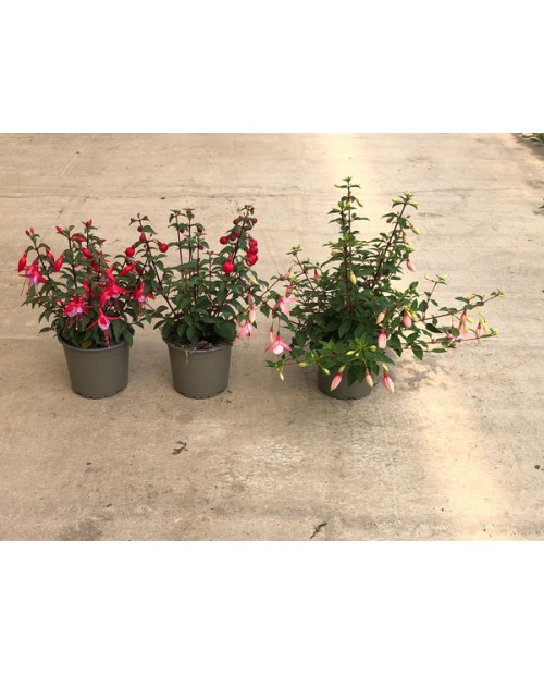 Fuchsia m13 ES/09/250008                          