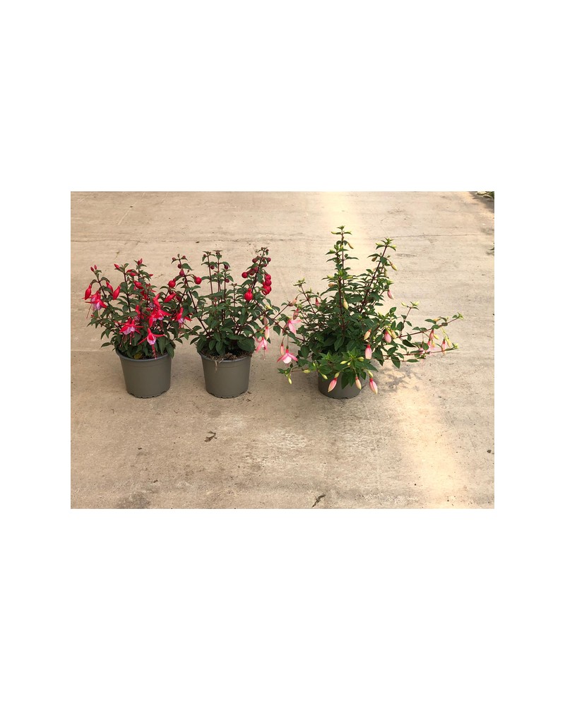 Fuchsia m13 ES/09/250008                          