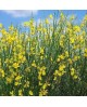 Ginesta 2lt (spartium junceum)                    