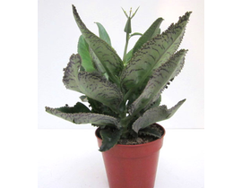 Kalanchoe daigremontiana m12                      