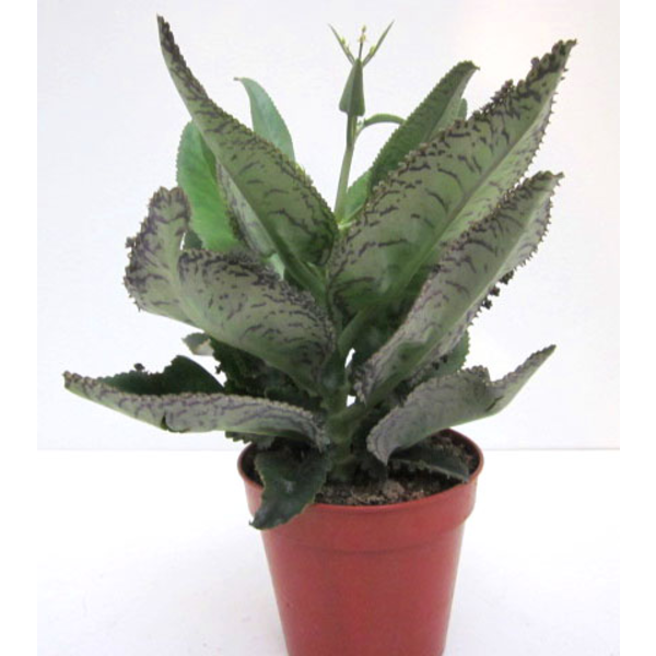 Kalanchoe daigremontiana m12                      