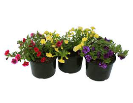 Calibrachoa mix 14                                