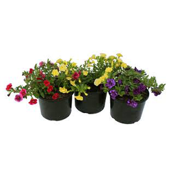 Calibrachoa mix 14                                