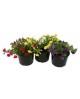 Calibrachoa mix 14                                