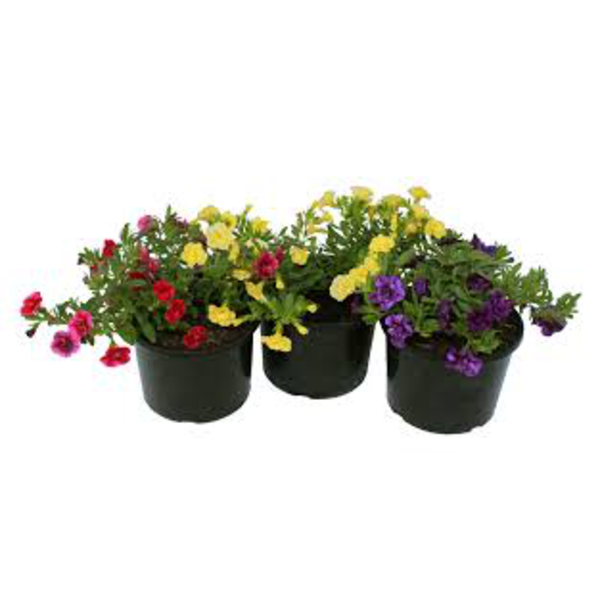 Calibrachoa mix 14                                