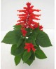 Salvia splendens 11                               