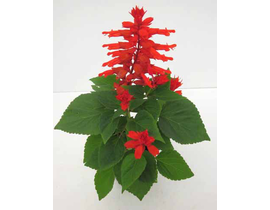 Salvia splendens 11                               