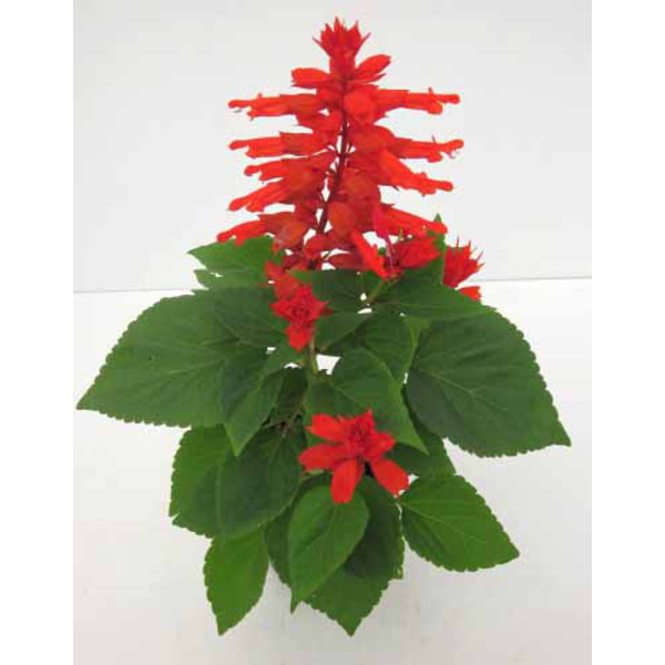 Salvia splendens 11                               
