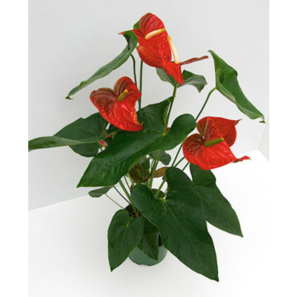 Anthurium mix m12                                 