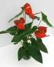 Anthurium mix m12                                 