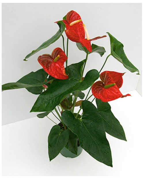 Anthurium mix m12                                 