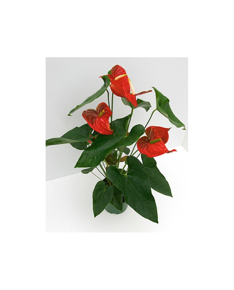 Anthurium mix m12                                 