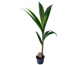 Coco nucifera 19                                  