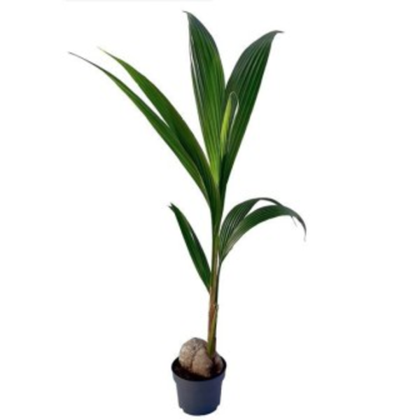 Coco nucifera 19                                  