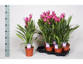 Curcuma siam splash m13                           